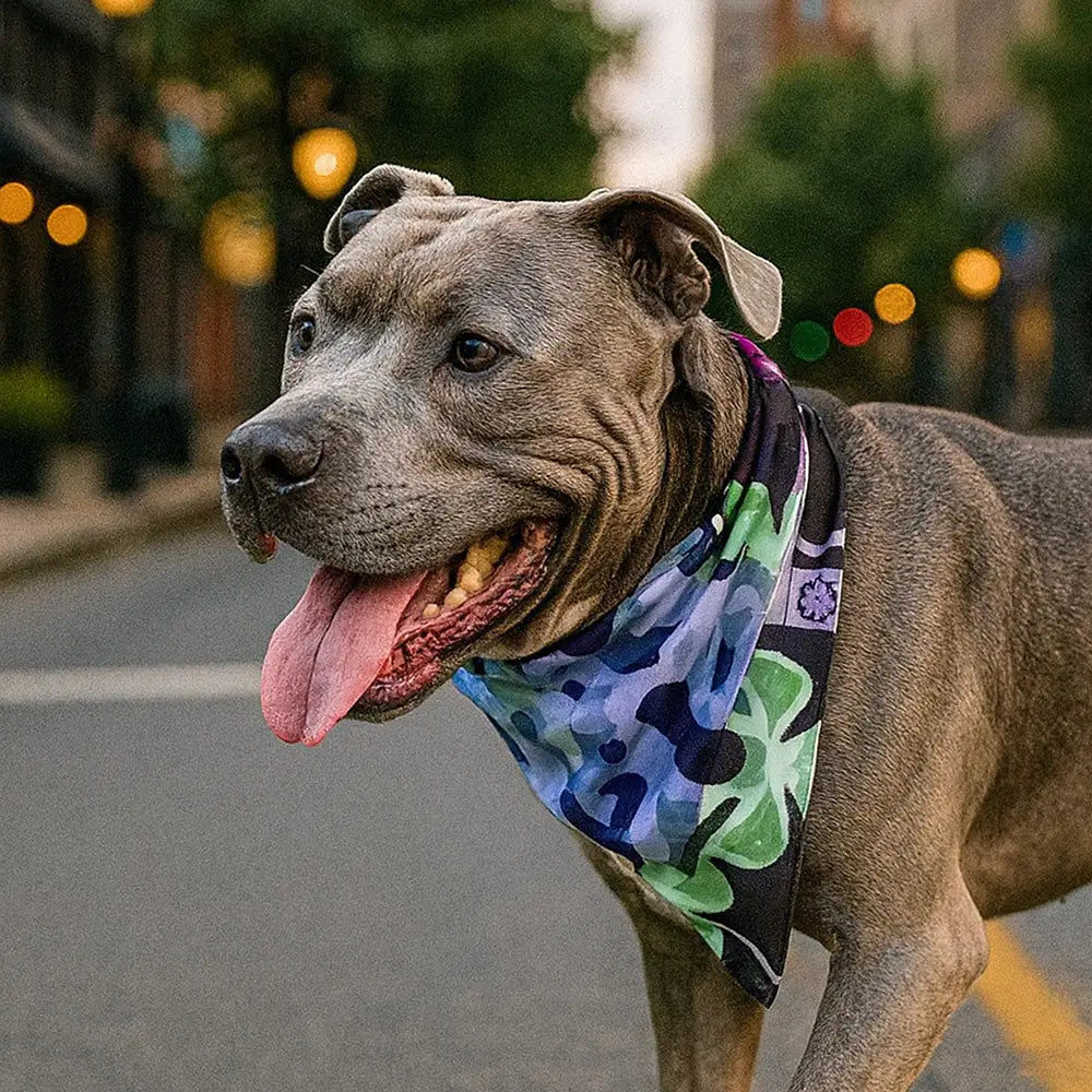 Mougee Pet Bandana - Match Your Favorite Flow Star Designs with Pet! - Apparel